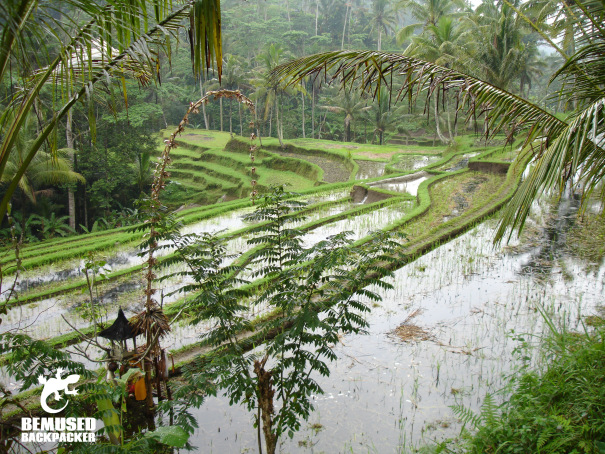 Bali rice terrace in the rainy season