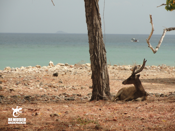 Deer on the beach at Komodo Island National Park Indonesia