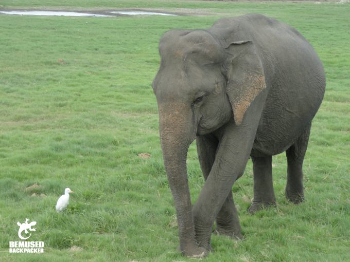 Baby Elephant in Minneriya National Park Sri Lanka