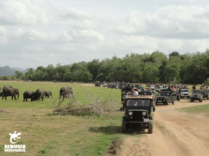 Jeep Safari at the Elephant Gathering at Minneriya National Park Sri Lanka Irresponsible Tourism